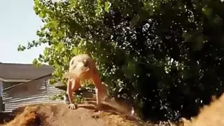 بدس hotties كامل أمامي sandboarding التي يتمتعون بها
