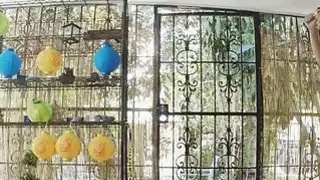 الكلبة اليوغا تمتص بعد الوقوع