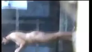 الهندي يحصل نظيفة قبل سخيف