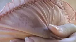 Megami no Sugao يستمني مع كعب حذائها