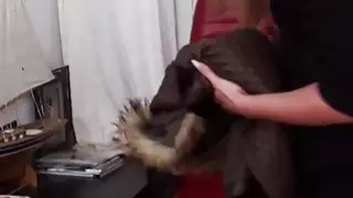 فاتنة الهواة من الجمهور يأخذ الوجه