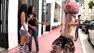 الديك المشي في شوارع ميامي!