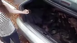 هوكينغ تراكف من البنادق في مرهن