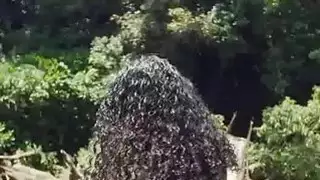 نهر اللعنة مع حار كبير حلمة الثدي فرنك غيني