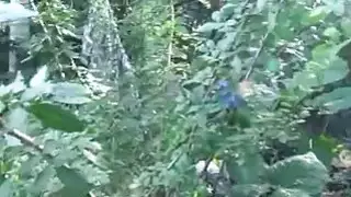 جميل كتي سيينا يحب ديك ضخم
