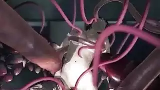 3D Tentacles تدمير الهرة في سن المراهقة!