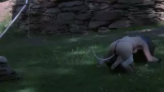 كتكوت شاحب كاليكو يحصل على ربط وتوقف مقلوبة