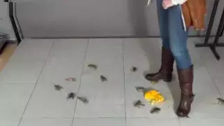 عشيقتي لينا